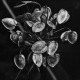 sw_pflanzen_006