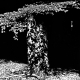 sw_016_baum