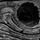 sw_013_baum