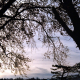 003_baum