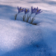 014_pflanzen