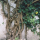 006_baum