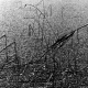 sw_pflanzen_003
