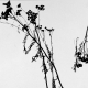 sw_pflanzen_001