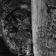 sw_011_baum