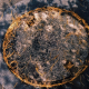 003_fichtennadeln