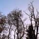 005_baum
