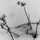 sw_eis_002