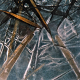 006_pflanzen
