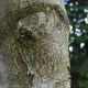 011_baum