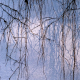 013_pflanzen