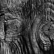 sw_008_baum