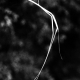 sw_pflanzen_005