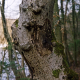 007_baum