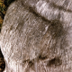 013_holz