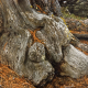 010_baum