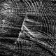 sw_014_baum
