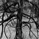 sw_001_baum