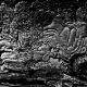sw_017_baum