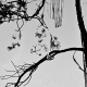 sw_002_baum