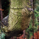 004_baum